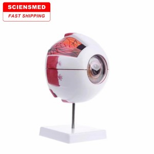 Bilim eğitimi için SCIENSMED 6X genişlemiş insan gözü anatomik modeli öğrenciler çalışma ekran tıbbi öğretim - Product Image 1