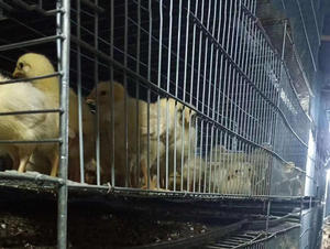 H型4层鸡育雏层笼禽笼用于肉鸡养殖的日龄雏鸡