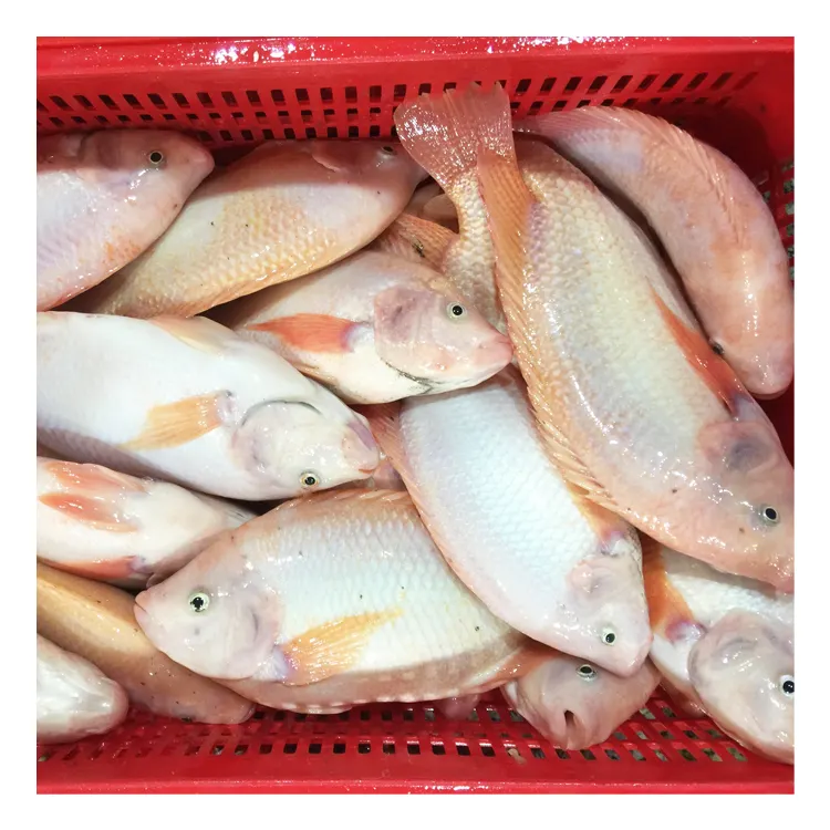 IQF tươi đông lạnh Đỏ cá rô phi Nhà cung cấp xuất khẩu