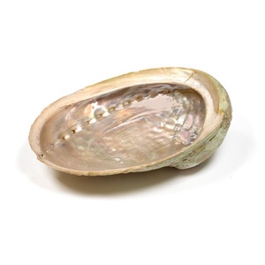 Natural Abalone <strong>Shell</strong> Sea <strong>Shell</strong> Products From Vietnam or Mother of Pearl <strong>Shell</strong>
