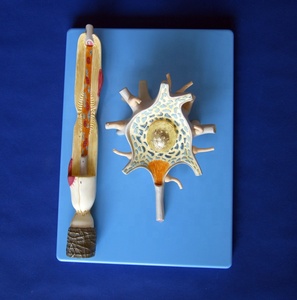 Allargamento del corpo delle cellule neuronali e della struttura delle Fiber nervose nel modello medico del sistema di anatomia umana - Product Image 4