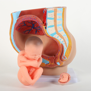 学校のための医学人間の初期発達モデル妊娠中の人間の子宮の赤ちゃん - Product Image 4