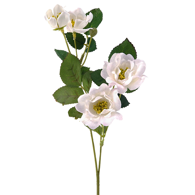 Blanco Rosa