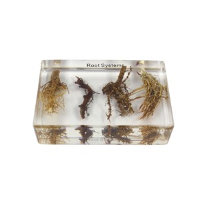 Teaching Model <strong>of</strong> Root <strong>System</strong> Educational Resin <strong>Embedded</strong> Specimen Root - Product Image 2