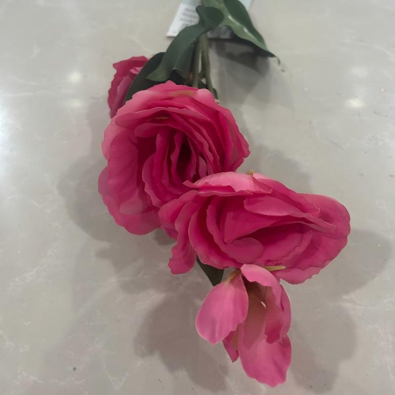 Fuchsia