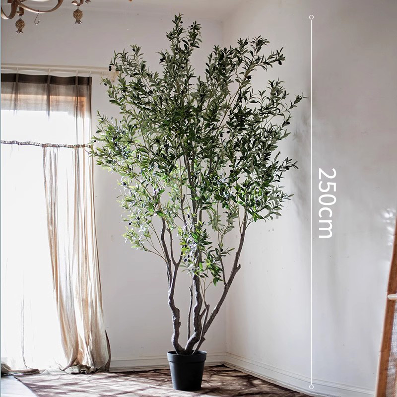 250cm-olive tree
