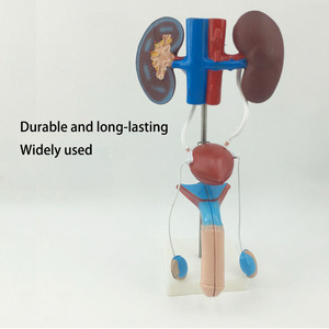 2025 yeni KRC insan erkek üriner modeli üriner sistemi modeli tıbbi öğretim gösteri insan anatomik böbrek modeli - Product Image 4