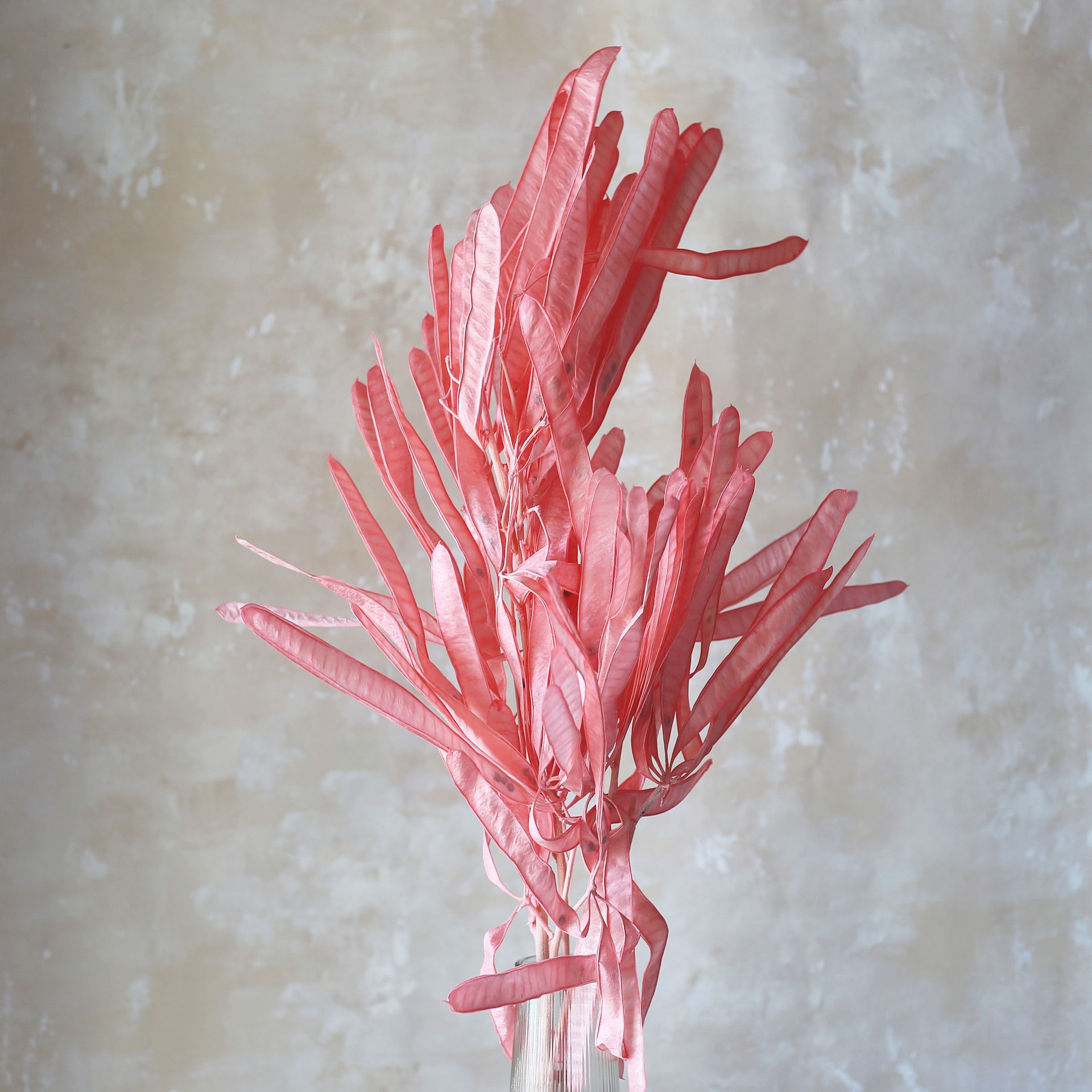 สีชมพู