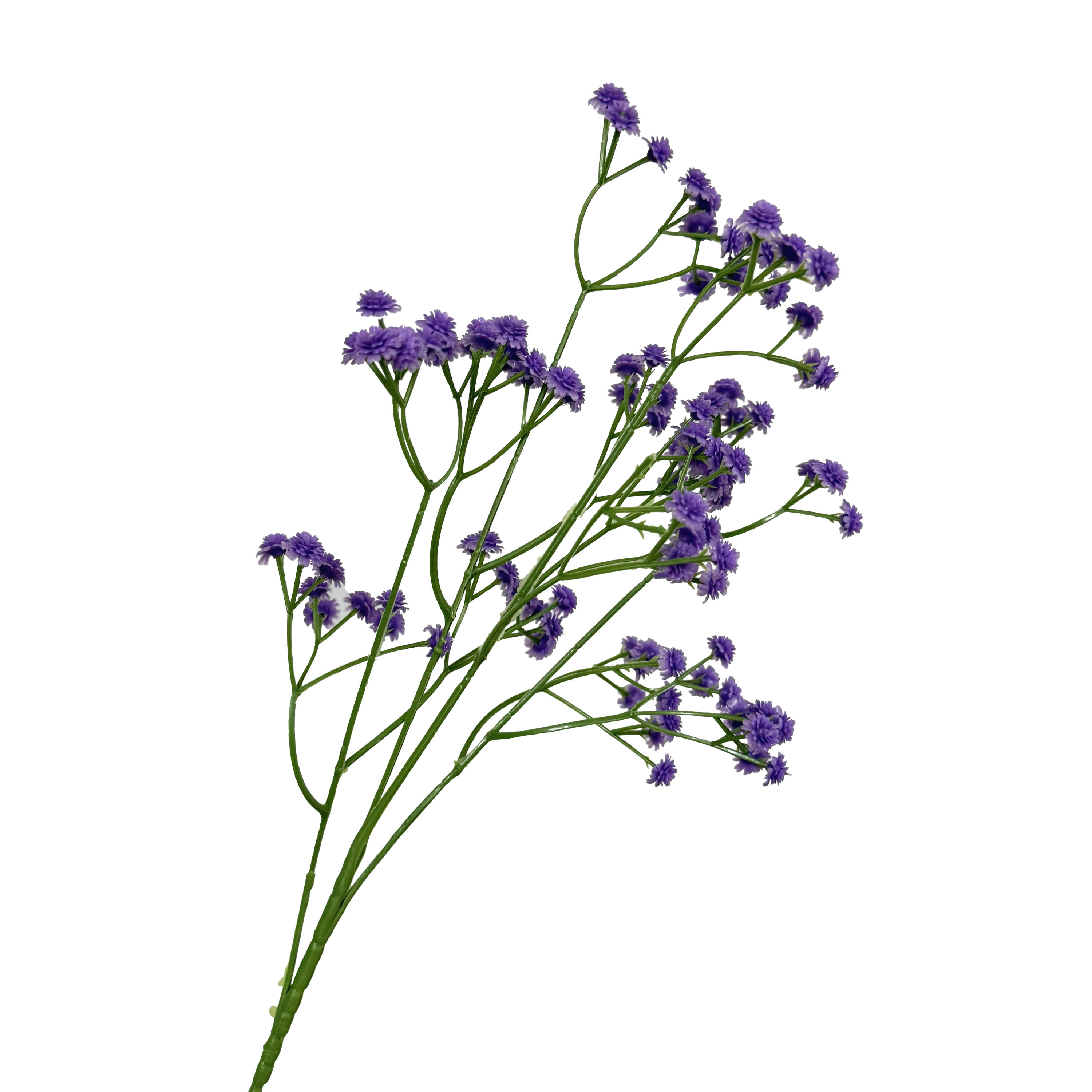 Pourpre