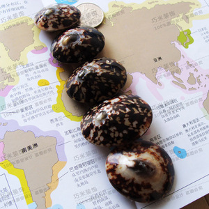 Cellana Limpet Shell หอยทากทะเลธรรมชาติเคลือบ - Product Image 3