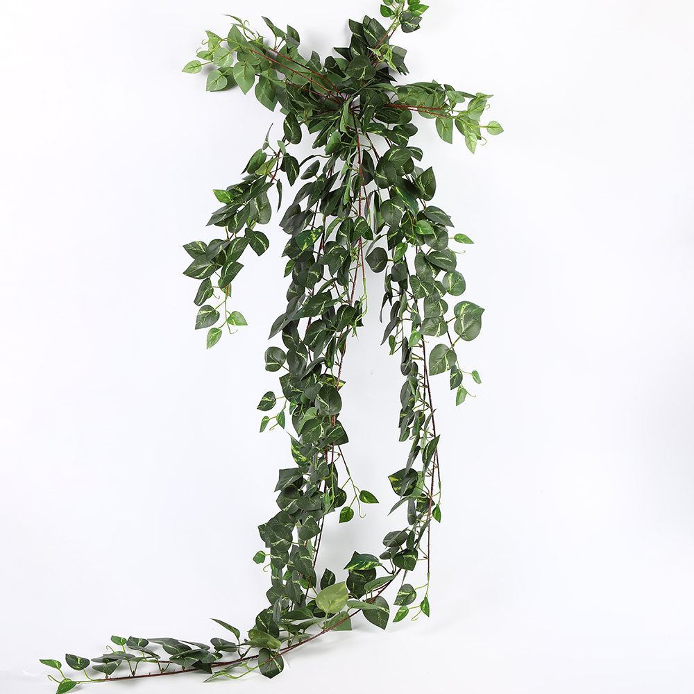 Feuilles de pothos