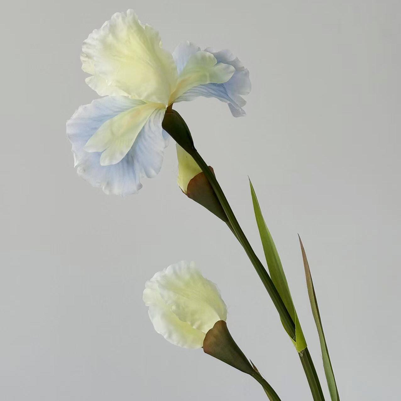 Fleurs d'iris bleues et jaunes
