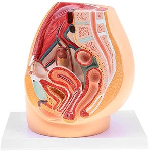 High-Definition 4-Part Female Pelvic Median Sagittal <strong>Section</strong> Model-Top Choice for Medical Education &amp; Anatomical Research
