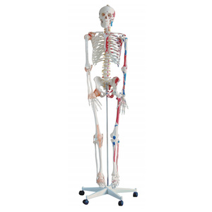 Mecan tıbbi % Model beyin İnsan eğitim bilimleri anatomisi modelleri sinirlerle çıkarılabilir iskelet modeli - Product Image 4