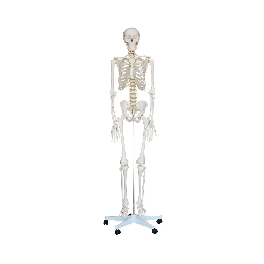 Full Body Skeleton, Skeleton Model on Stand