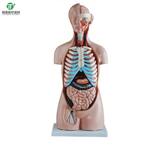 Medical Science Teaching Anatomical 85CM Life Size Removable Organs PVC Half Body <strong>Human</strong> Torso Models With 20 Parts - Product Image 2