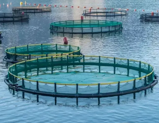 Jaring perangkap jala jala mengambang ikan pertanian jaring Hdpe kekuatan tinggi ikan Tilapia Cina 2mm-40mm jual panas jaring ikan kandang