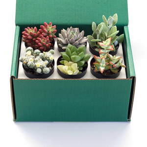 Custom Printing Paper Die Cut Succulent Cactus Live Succulent Pot Plant Shipping Box for Plant Packaging Box - Product Image 6