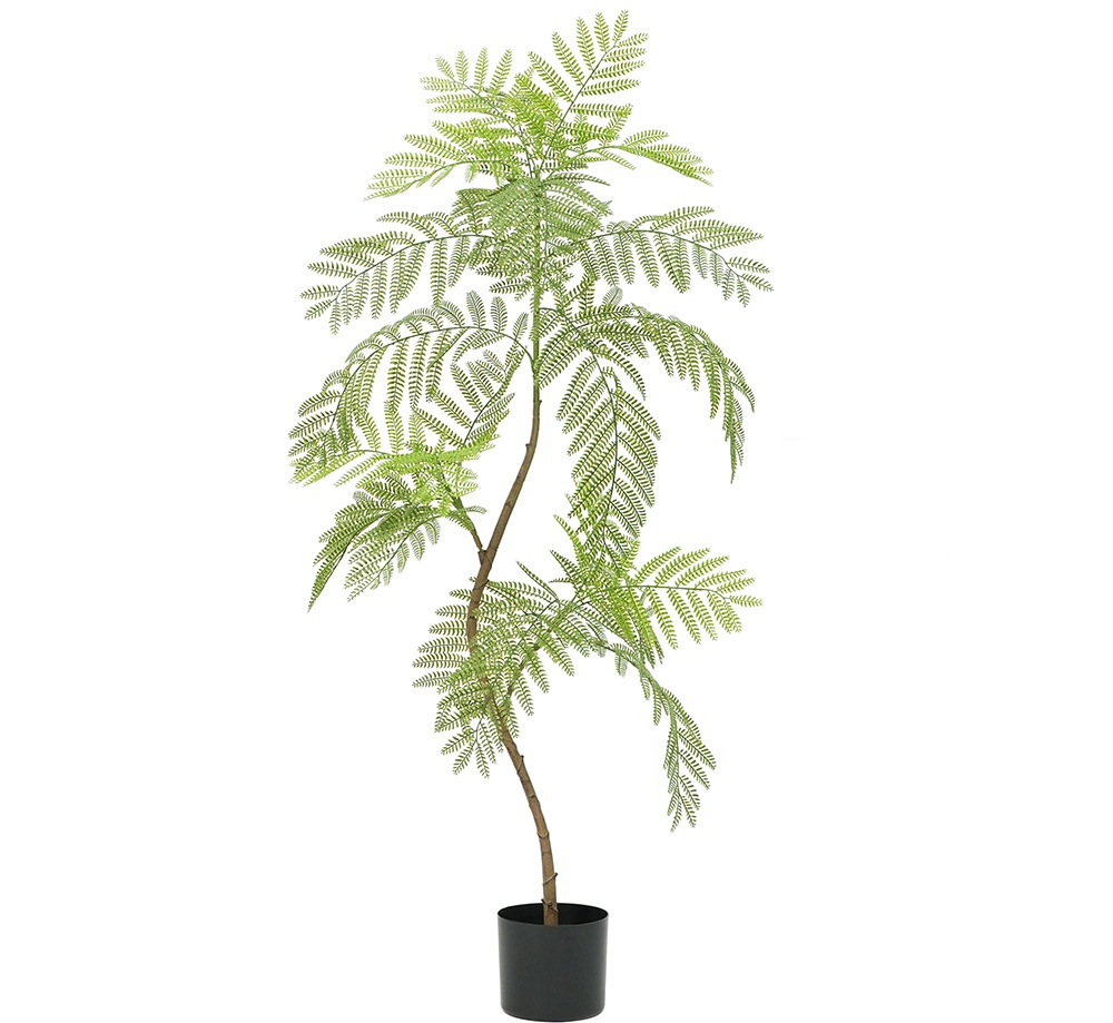 Plantes vertes 5