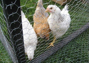 Factory Direct Supply Stable Normal Twisted <strong>Hexagonal</strong> <strong>Wire</strong> Mesh Making <strong>Machine</strong> for Animal Fence - Product Image 6