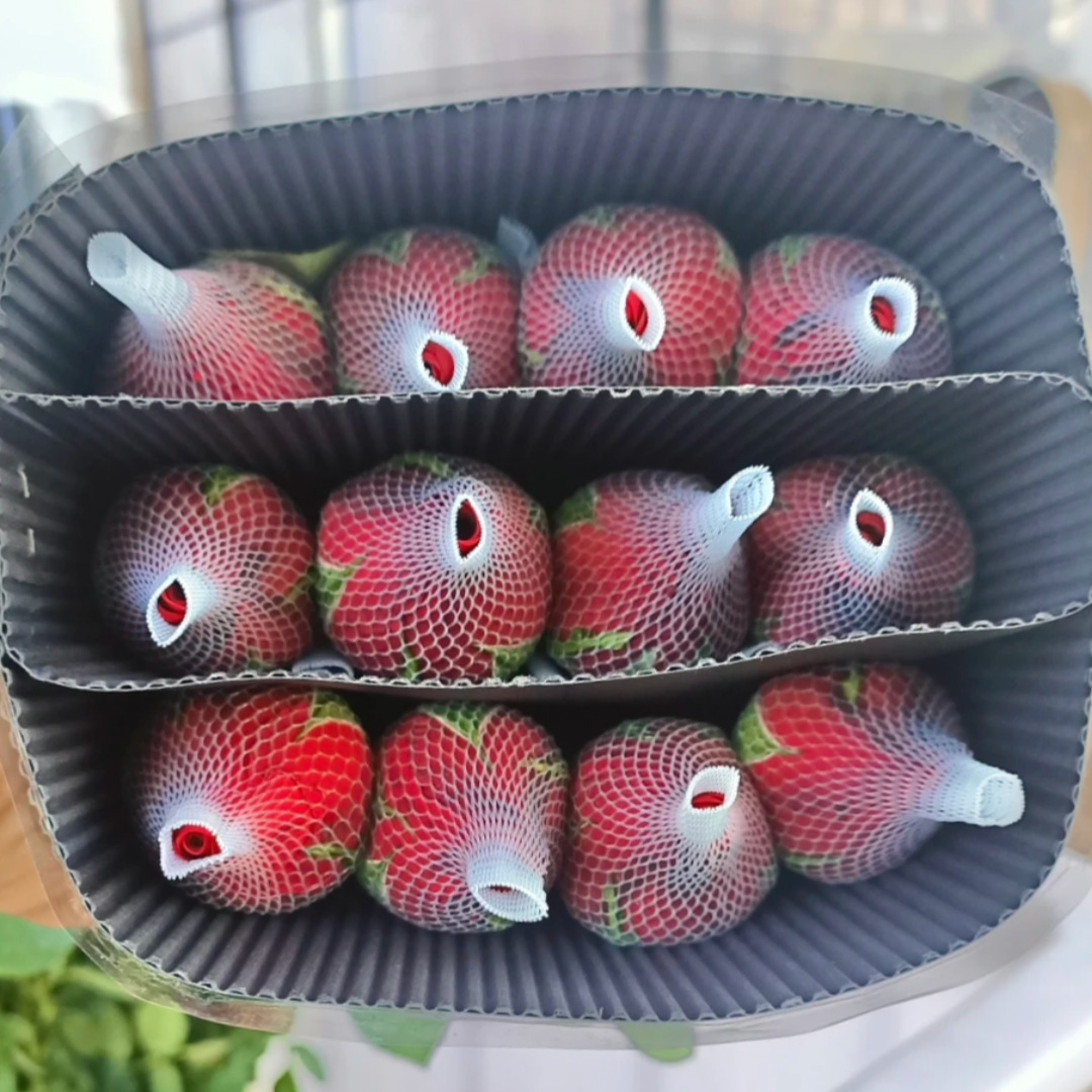 Corolle rose rouge (20 bâtons)