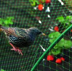 Landwirtschaft Hochleistungs-HDPE-Gitter netz Obstbaum-Schutz-Anti-Vogel-Netz für Obstgärten Fischteiche - Product Image 2