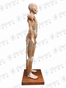 Modelo anatómico de silicona suave de alta simulación de 170cm de músculos del cuerpo humano y órganos internos para la ciencia médica - Product Image 6