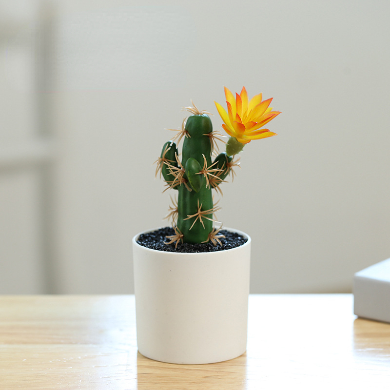 Small Pot Plant (Plastic Basin)