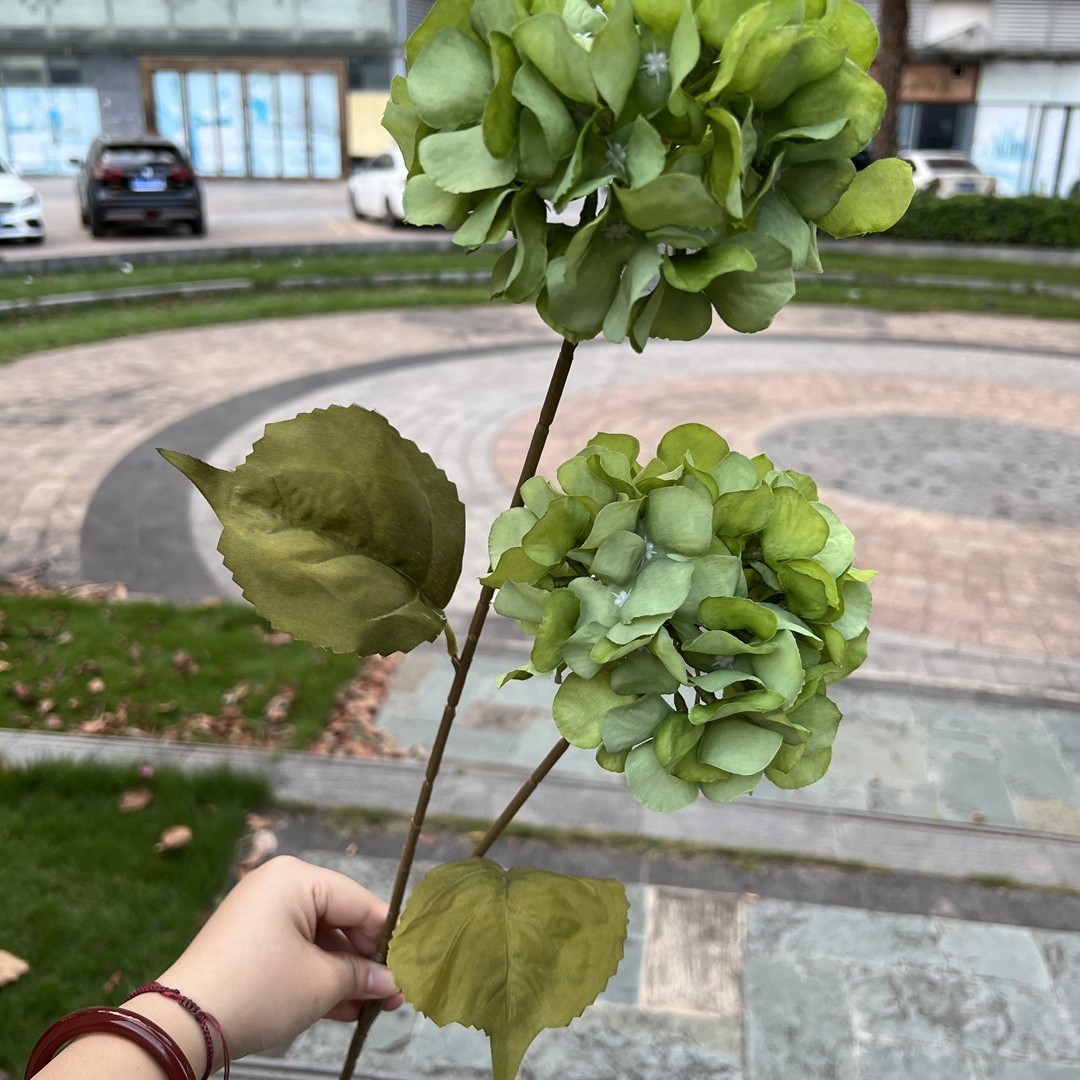 2 têtes d'hortensia paniculata - vert clair, vert éclatant
