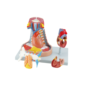ADA Medical Mouth, Nose, Pharynx, and <strong>Larynx</strong> Medial Vascular <strong>Nerve</strong> Model and Adult Mediastinal Model for Students to Learning - Product Image 5