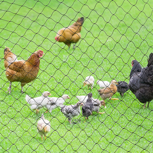 HDPE or <strong>PP</strong> Garden Mesh <strong>Net</strong> Trellis Rope Netting Fencing Low Price Hexagonal Poultry Farm Mesh <strong>Net</strong> - Product Image 6