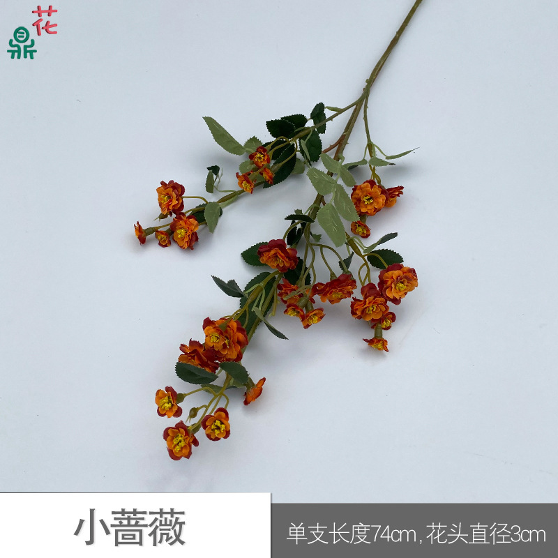 Little Rose SCN Orange