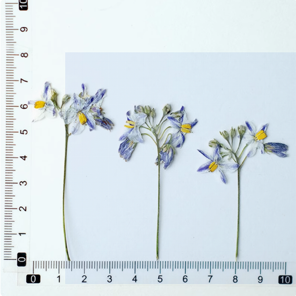 MH651-Branches sans Leaves-12pcs