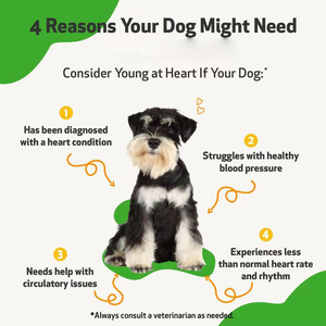 Suppléments de soins de santé pour animaux de compagnie Goutte de liquide de soutien cardiaque pour une pression artérielle saine et normale - Product Image 4