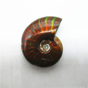 HZ Madagascar Caracol Cristal Pedra Ammonite Fósseis Conch artesanato para venda