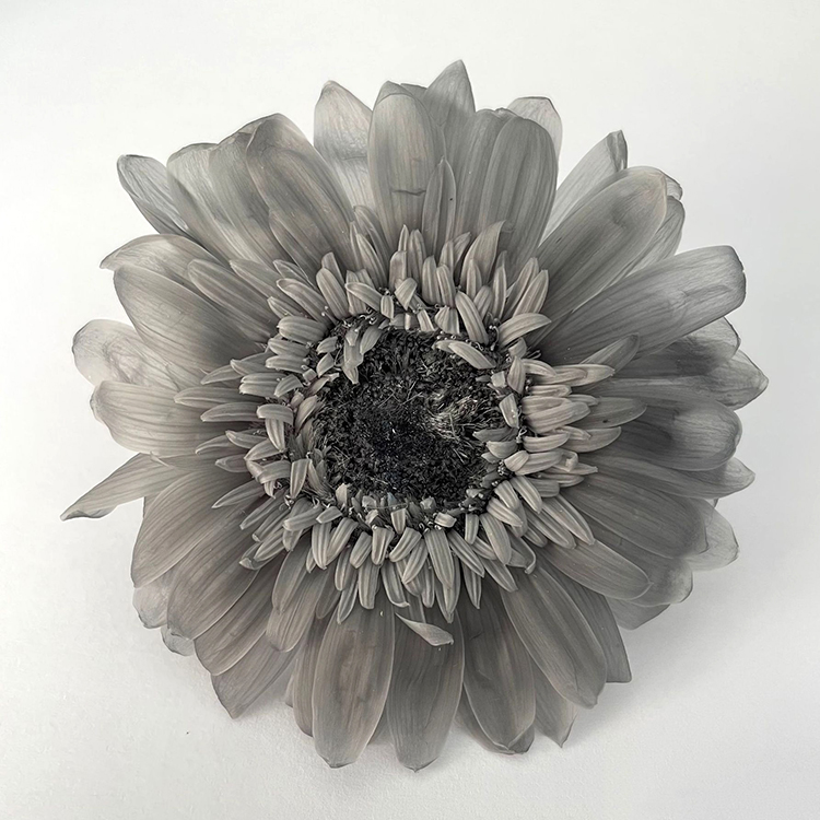 Gris