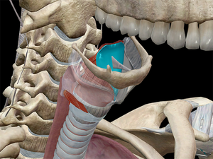 Integrate the Knowledge of <strong>Human</strong> Anatomy 3D Body Hd Digital <strong>Human</strong> Virtual Anatomage Table - Product Image 5