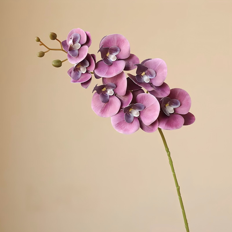 Violet foncé