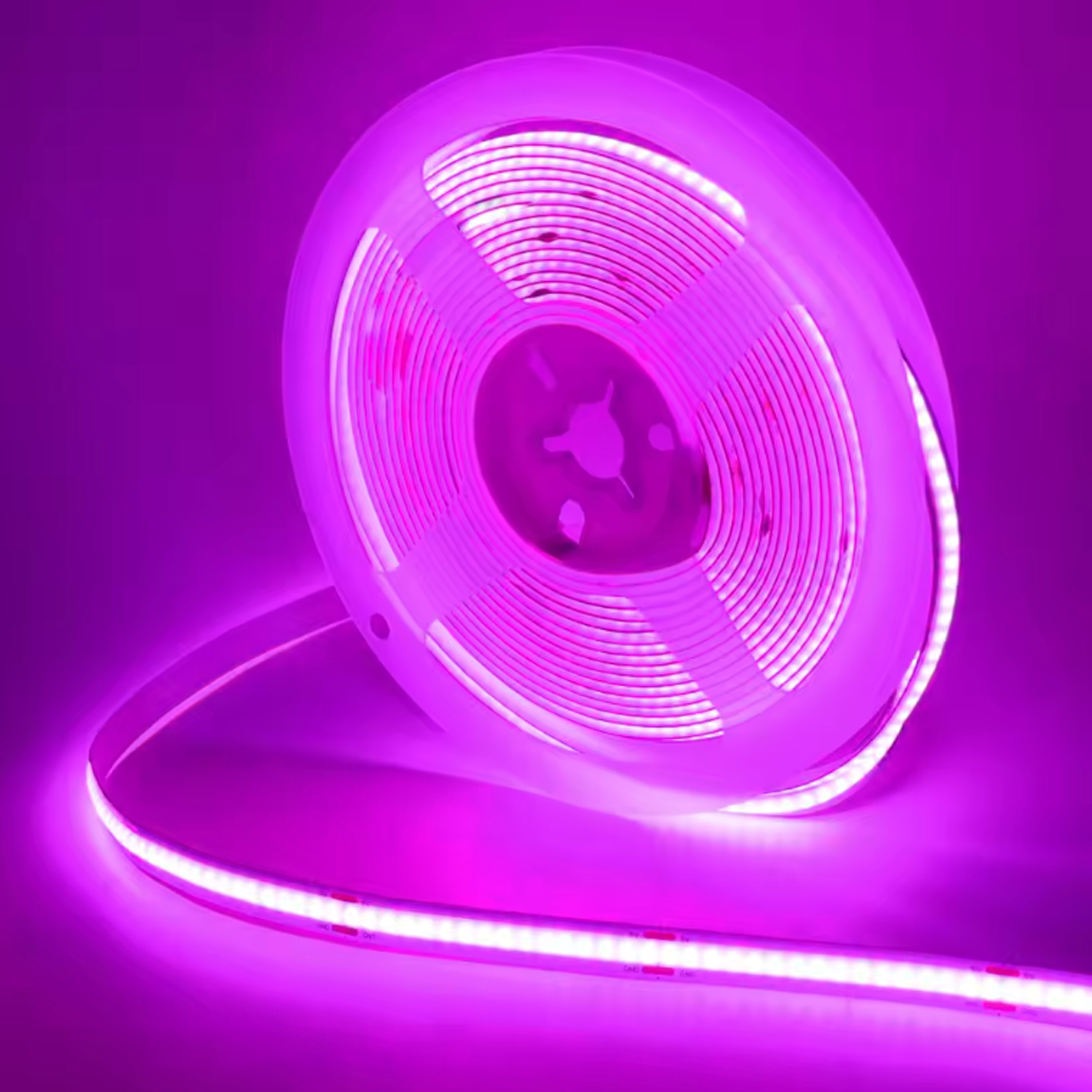 Viola