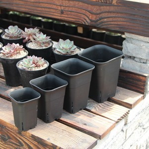 Ekstra küçük etli pot kare yüksek bel derin pot haworflower saksı