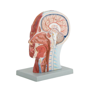 ADA a Model of <strong>Nerve</strong> with Blood Vessels Attached to the Midsagittal Section of the Head and Model of Head, Face, Neck Anatomy - Product Image 3