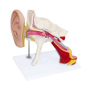 İç kulak genişlemiş anatomi modeli öğretim anatomik modeli insan tıbbi kulak modeli labirent - Product Image 2