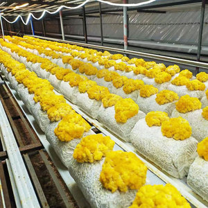 Tự động kiểm soát khí hậu đơn vị rơm Nấm trang trại container trong nhà thủy canh container trang trại - Product Image 2