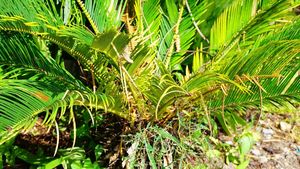 Chất lượng cao Nhà Máy Giá springjia cấp thực phẩm chiết xuất thảo dược axit béo 25% 35% 45% GC sababae serrulatae bột trong chai - Product Image 3