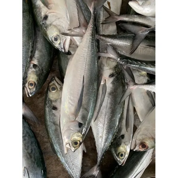Dondurulmuş istavrit balığı tüm yuvarlak sıcak satış deniz ürünleri dondurulmuş bütün yuvarlak-Whatsap 0084 989 322 607