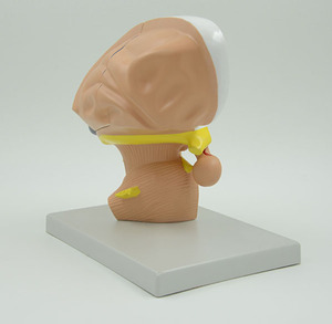 Insan plastik Diencephalon anatomik modeli öğrenme ve öğretme - Product Image 5