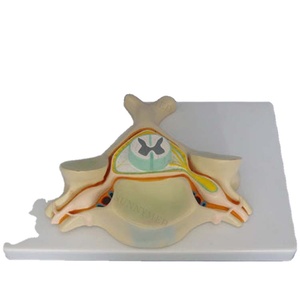 SY-N028医学使用人間の神経系モデル - Product Image 1