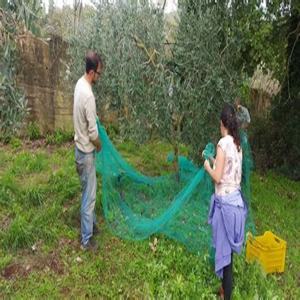 Olive Collection <strong>Net</strong> <strong>Mesh</strong> Olives Harvest Netting Popular 4x8m Green Hdpe Mono Olive <strong>Net</strong> for Harvest