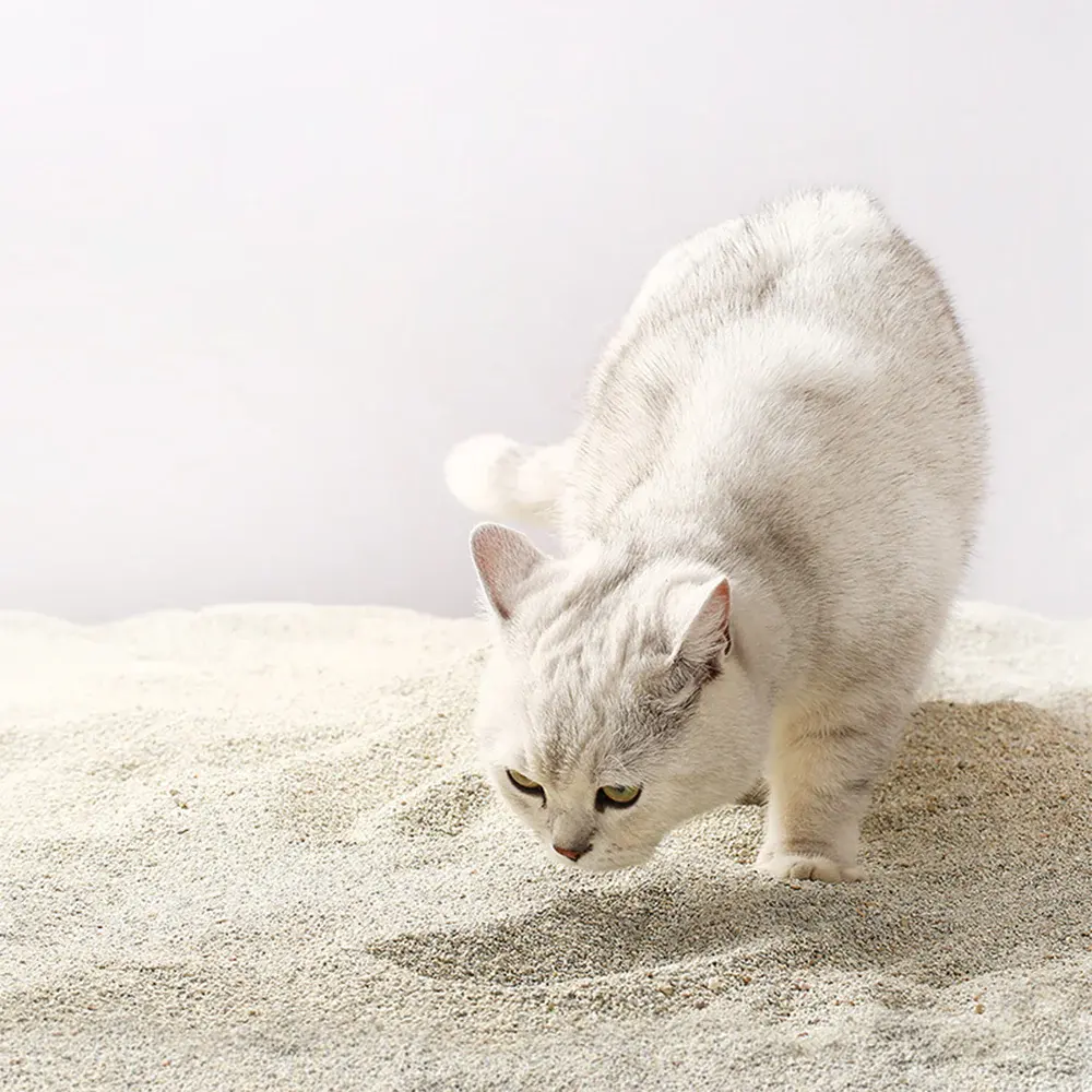 Lettiera per gatti classica ad agitazione rapida attivata dalla Bentonite da 11 libbre di ingredienti naturali a bassa polvere Formula lettiera rapida assorbente