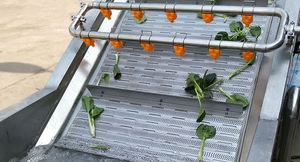自动连续果蔬气泡清洗机分选机蔬菜加工机 - Product Image 2